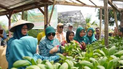 Bunda Literasi Kendari Harap Masyarakat Manfaatkan Lahan Kosong untuk Tanam Sayur Tanpa Pestisida