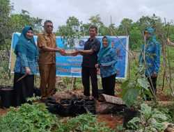 Pemkab dan TP-PKK Buteng Luncurkan Pembagian 10 Ribu Bibit Cabai