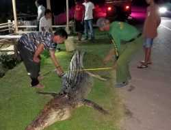 Warga Muna Tangkap Buaya Sepanjang Hampir 4 Meter, Ditemukan Lemas Usai Bertarung