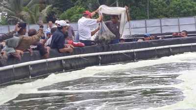 Budidaya Udang Vaname Sukses, Pemda Wakatobi Gelar Panen Parsial