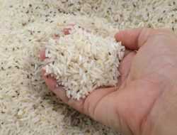 Mudah Dilakukan, Ini 6 Cara Mengusir Kutu Beras