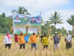 Pemkab Buton Panen Padi Padi Varietas M70D di Kapontori