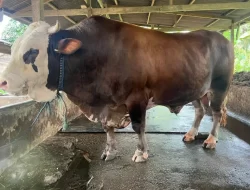 Sapi Kurban Asal Koltim Dibeli Presiden Jokowi Rp85 Juta, Beratnya Capai 1 Ton