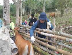 Distanak Kolaka Timur Gencarkan Vaksinasi Hewan Ternak