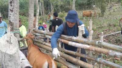 Distanak Kolaka Timur Gencarkan Vaksinasi Hewan Ternak