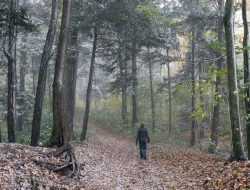 Nenek Hilang di Hutan Labunia Muna Saat Mencari Kayu Bakar