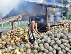 Harga Kopra Hitam di Sultra Tembus Rp12 Ribu per Kilogram