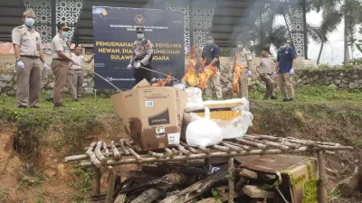 Balai Karantina Sultra Musnahkan Puluhan Kilogram Benih Padi dan Sawit Ilegal