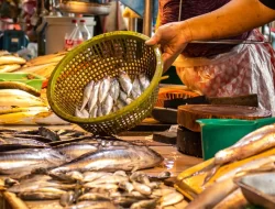 Ini Deretan Provinsi di Indonesia yang Penduduknya Paling Banyak Makan Ikan