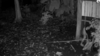 Pencurian Ternak di Watuliwu Kolut Resahkan Warga, Aksi Pelaku Terekam CCTV