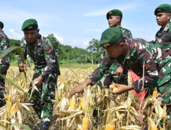 Panen Raya Jagung, Upaya Yonif 725/Woroagi Dukung Program Ketahanan Pangan