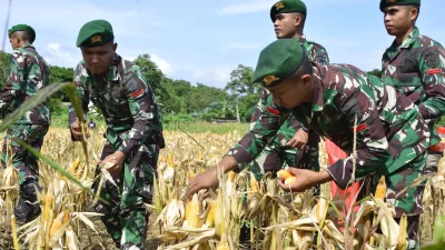 Panen Raya Jagung, Upaya Yonif 725/Woroagi Dukung Program Ketahanan Pangan