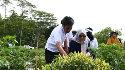 Dukung Program Makan Bergizi Gratis, Pemkab Kolut Panen Sayur dan Ikan
