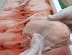 Tanpa Dokumen, Balai Karantina Sultra Tolak 600 Kg Daging Ayam Asal Sulsel