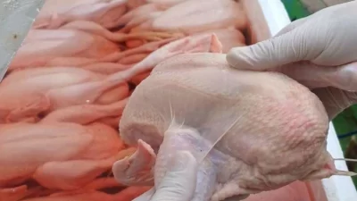 Tanpa Dokumen, Balai Karantina Sultra Tolak 600 Kg Daging Ayam Asal Sulsel