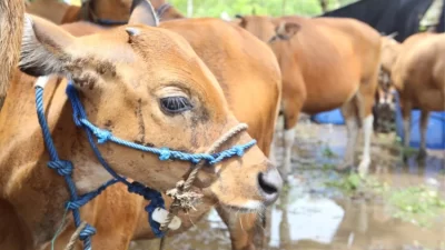 Antisipasi Virus Jembrana Meluas di Sultra, 15 Ribu Dosis Vaksin Disiapkan