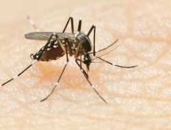 Januari 2026, Dinkes Catat Belasan Kasus DBD di Kota Baubau