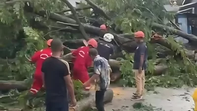 Cuaca Ekstrem Sebabkan Sejumlah Pohon di Baubau Tumbang, Warga Diminta Waspada