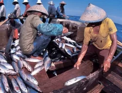 Penerimaan Devisa Sektor Perikanan di Sultra Tembus Rp 25,45 Triliun