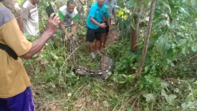 Lansia di Buton Selatan Tewas Dimangsa Ular saat ke Kebun, Begini Kronologinya