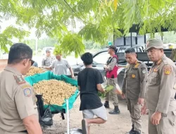 Satpol PP Kendari Tertibkan PKL di 2 Titik, Bangunan Liar Juga Dibongkar