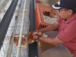 Dikelola BUMDes, Desa Patowonua Kolaka Utara Kini Miliki Usaha Ayam Petelur