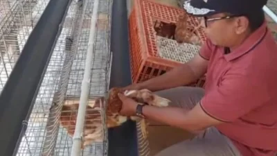 Dikelola BUMDes, Desa Patowonua Kolaka Utara Kini Miliki Usaha Ayam Petelur