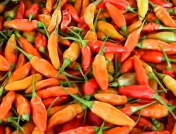 Harga Cabai Rawit di Kendari Meroket Tembus Rp 90.000 per Kilogram
