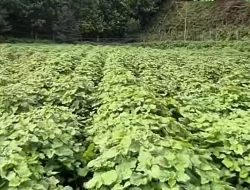 Harga Nilam Merosot ke Rp650 Ribu per Kg, Petani Didorong Tinggalkan Budidaya Konvensional