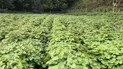 Harga Nilam Merosot ke Rp650 Ribu per Kg, Petani Didorong Tinggalkan Budidaya Konvensional