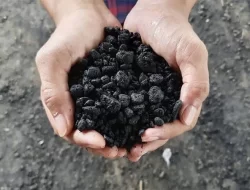 Aspal Buton, Proyek Hilirisasi di Sultra Senilai Rp1,49 Triliun