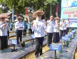 Warga Bisa Dapatkan Bibit Cabai Gratis dari Pemkot Kendari, Begini Syaratnya