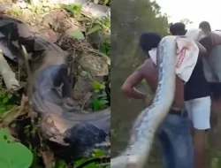 Geger, Warga Maabholu Muna Temukan Ular Piton Raksasa Berukuran 8 Meter