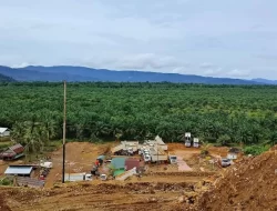 PT Sumber Bumi Putera Langgar Kepmen LHK Soal PPKH, Diwajibkan Bayar Denda