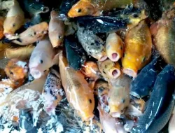 Pemkab Optimalkan Potensi Perikanan Air Tawar Kolaka Timur