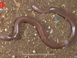 Spesies Baru Kadal Buta Berhasil Ditemukan di Pulau Buton, Termasuk Satwa Endemik