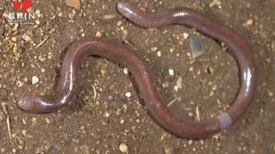 Spesies Baru Kadal Buta Berhasil Ditemukan di Pulau Buton, Termasuk Satwa Endemik