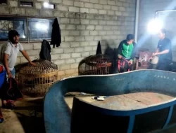 Polisi Gerebek Arena Judi Sabung Ayam di Amonggedo, 8 Orang Diamankan