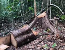 Aktivitas Illegal Logging di Hutan Lambusango Marak, Ancaman Serius bagi Satwa Endemik