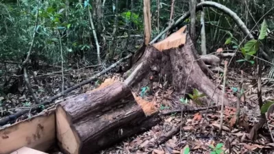 Aktivitas Illegal Logging di Hutan Lambusango Marak, Ancaman Serius bagi Satwa Endemik