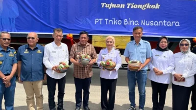 Warna Baru Ekonomi Kepulauan Buton: Ubur-ubur Mulai Diekspor ke Negeri Tirai Bambu