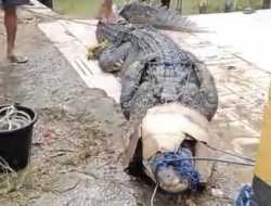 Diduga Memangsa Bocah 13 Tahun, Warga Tangkap Buaya 4 Meter