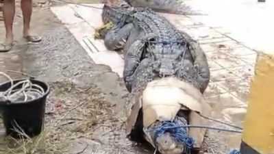 Diduga Memangsa Bocah 13 Tahun, Warga Tangkap Buaya 4 Meter