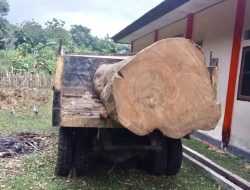 Gakkum Kemenhut Amankan Log Kayu Jati Besar Hasil Pembalakan Liar di Hutan Napabalano