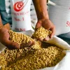 Impor Kedelai RI Capai 2,56 Juta Ton, DPR Desak Pemerintah Lindungi Petani
