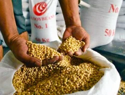 Impor Kedelai RI Capai 2,56 Juta Ton, DPR Desak Pemerintah Lindungi Petani
