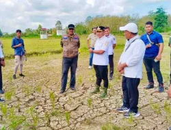 44 Hektare Sawah di Kasimpa Jaya Mubar Gagal Panen Akibat Kemarau